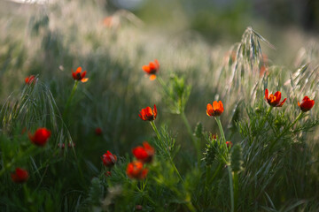 Adonis aestivalis field and wildflowers. Red colored wildflowers in nature.