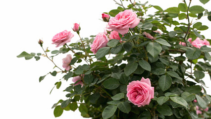 Vibrant Pink Rose Bush Blooming with Lush Green Foliage