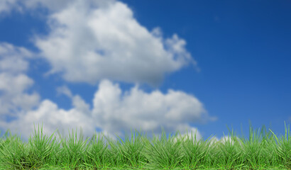Lush green grass growing under blue sky with clouds. Banner design
