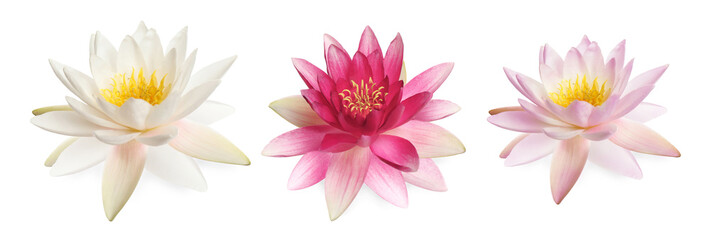 Beautiful tropical lotus flowers isolated on white, set