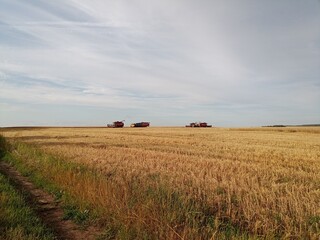 combine harvester on wheat field