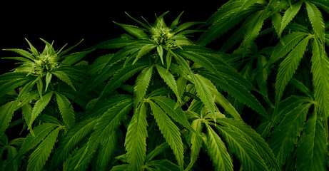 Beautiful hemp plants on dark background. Banner design