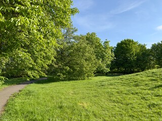 Sunny Park Landscape with Green Trees and Grass