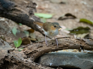 Javan black - capped babbler birds with prey 