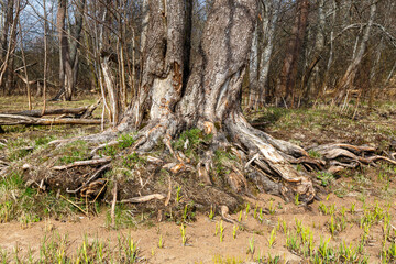 Old trees with bare roots and fallen bark grow in the forest. Ecological concept.