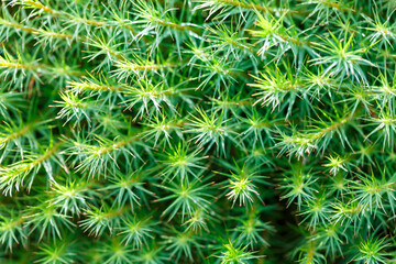 The background image is made of natural green moss. Close-up, soft focus.