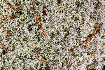 Close-up of deer lichen branches. Cladonia rangiferina.