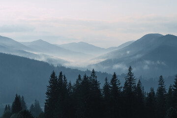 Misty morning in mountain range with pine trees and rolling hills at dawn