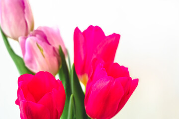 Fototapeta premium Vibrant tulips in pink and red colors arranged elegantly in a bright setting