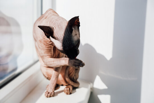 Sphynx cat grooming itself by the window in bright sunlight during late morning hours