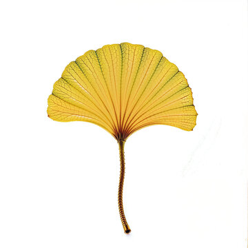  A high-resolution close-up of a yellow ginkgo leaf, showcasing its intricate vein structure and fan-like shape, set against a simple white background for a striking contrast.