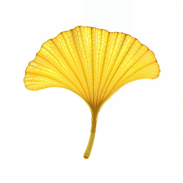 A stunning ginkgo leaf in radiant yellow with subtle details of fine veins, beautifully illuminated against a white background, capturing its natural beauty.