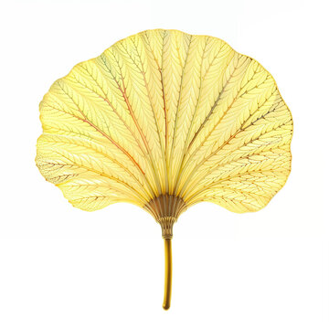A high-resolution, detailed ginkgo leaf, showcasing vibrant yellow and green hues with an intricate vein pattern and fan-like shape, isolated on a white background.