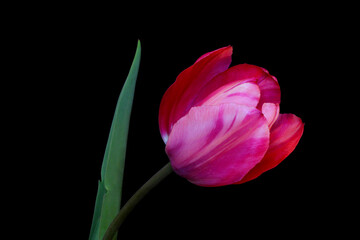 Red Tulip on Black 05