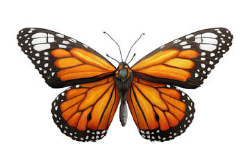Fototapeta premium Stunning orange butterfly detailed wings insect art macro color fauna on transparent background