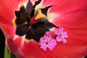Red Tulip Geranium Pair 04