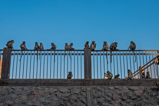 A large group of wild monkeys sitting on a metal fence above a rock wall against a clear blue sky, wildlife behavior.