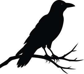 silhouette of a crow perched on branch on 
