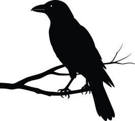 silhouette of a crow perched on branch on white 