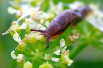 Slug on Wild Celery 03