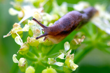 Slug on Wild Celery 05