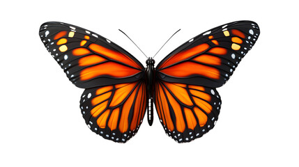 Obraz premium Vibrant Butterfly with Orange and Black Wings Detailed Insect Illustration for Nature and Desi