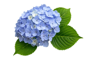 Close up of a beautiful light blue hydrangea flower.
