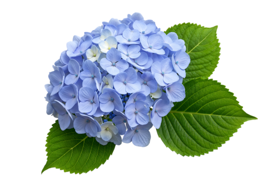 Close up of a beautiful light blue hydrangea flower.