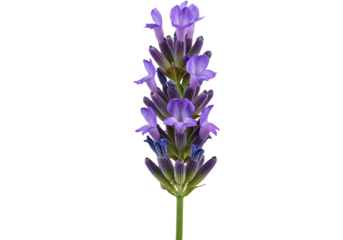 Single lavender sprig, purple flowers, black background