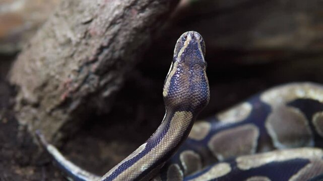 Ball python raising head in terrarium