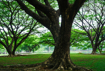 Fototapeta premium Rain tree (East Indian walnut or Monkey Pod) with green grass at the Somdet Phra Srinagarindra Park Thai Chang, Tham Nam Phut, Mueang Phang-nga District, Phang Nga,Thailand.