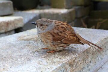 Hedge sparrow sits on a stone. Dunnock in close-up.