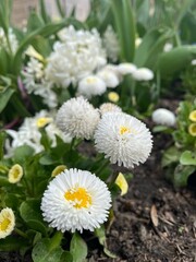 White flowers blooming in a garden during spring