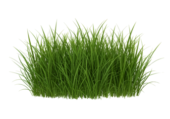  Lush green grass tuft, isolated on black background.