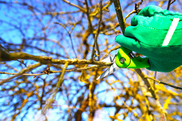 Pruner Cutter. Cut branch use branch cutter. Cutting branches on tree use Garden pruning shears....