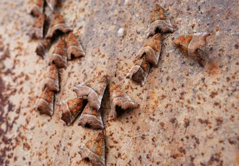 Night Butterfly on rust background. Lepidoptera close-up. Brown Color Night Butterfly, Moth Belonging of Paraphyletic Group Of Insects.