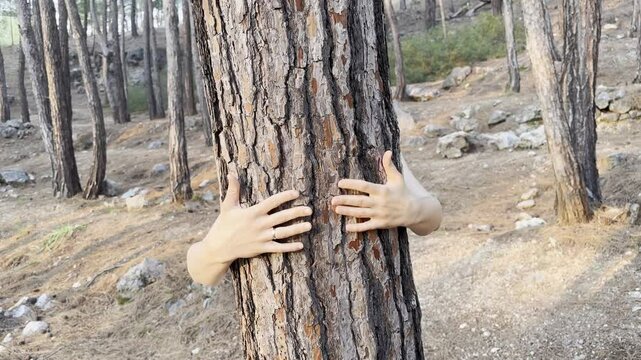 Tree hug forest. hugging a tree in a pine forest at sunset