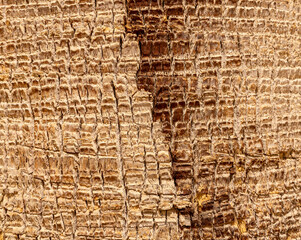 Detailed Texture of Palm Tree Bark. Closeup view of the textured patterned trunk of a tropical...
