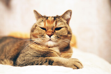 Сat lies on sofa in room of apartment. Cat eyes nose and face with whiskers close up. Cat face close up. British chinchilla cat face. Cats and pet, pets.