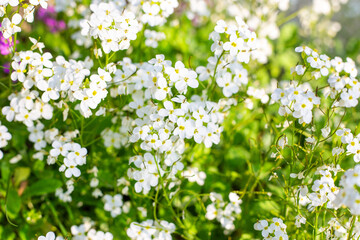 White flowers of Arabis procurrens, Cresselia alpina, bloom in a summer flowerbed on a sunny day, selective focus