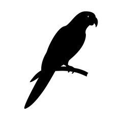 parrot perched silhouette image on transparent background for web and graphic design