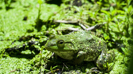Green frog resting on lush greenery near a serene pond in bright sunlight