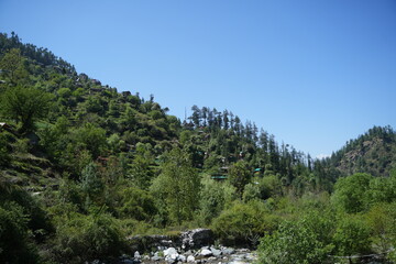 pine trees on a mountain slope