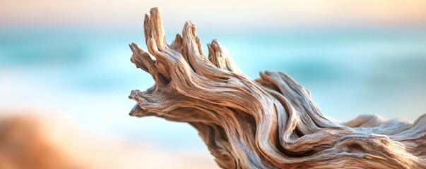 Detailed close up shows a weathered driftwood specimen on a beach