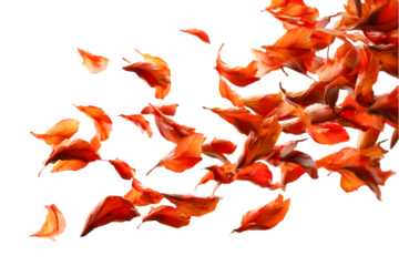 Fiery orange petals dance in the dark a vibrant explosion of color and movement