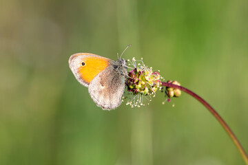Small heath butterfly with orange and brown colours isolated on flower. Copy space. Fadet commun butterfly. coenonympha pamphilus.