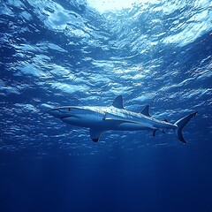 Fototapeta premium Shark swimming underwater