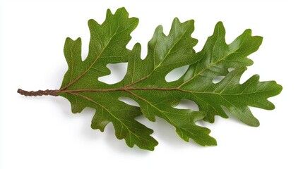 Fototapeta premium Detailed Green Oak Leaf Close Up on White Background