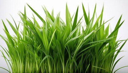 Naklejka premium fresh green grass with sharp blades isolated on a white background