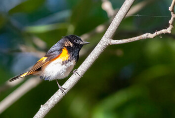 bird on branch